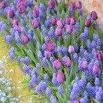 Примеры клумб из тюльпанов