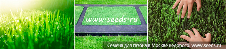 Проплешина на газоне после зимы