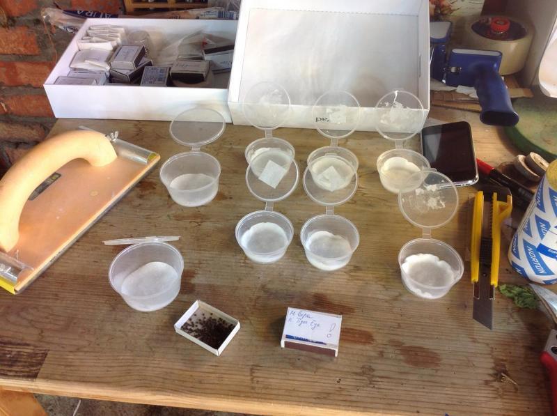 Рассада хвойниковусловия выращивания и уход