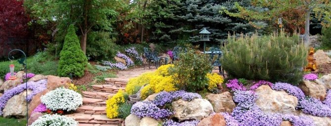 Растения для альпинария