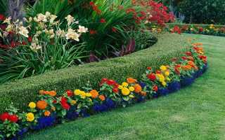 Растения на даче многолетние