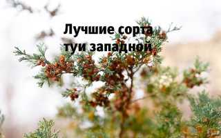 Самые популярные сорта туи западной