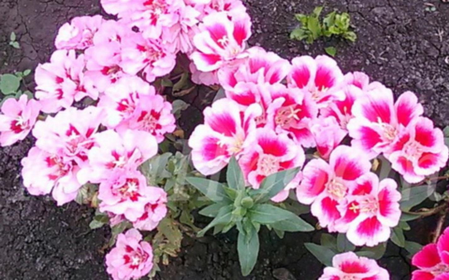 Самый яркий наряд для клумбы годеция