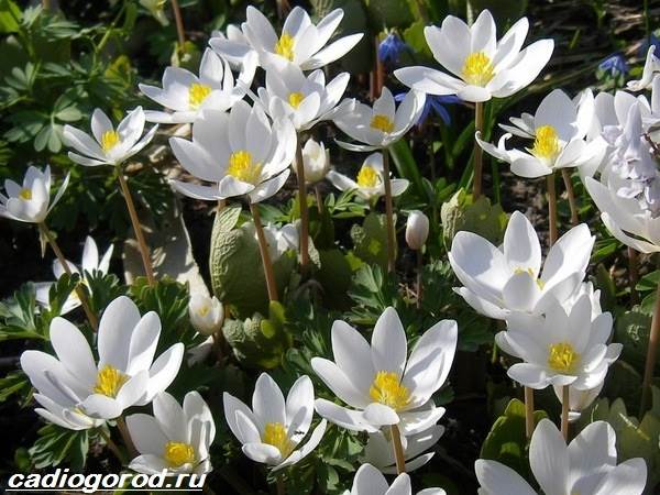 Сангвинария тенелюбивый многолетник