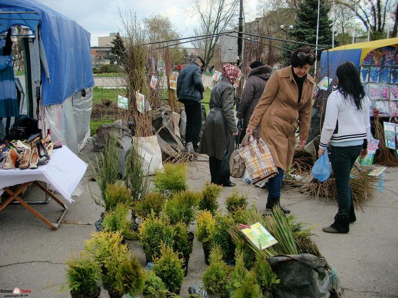 Саженцы хвойников на выставке в воронеже