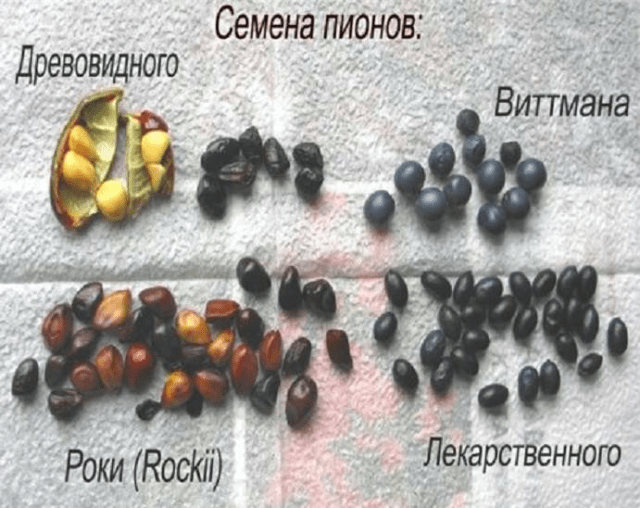 Сбор семян пиона и их посев
