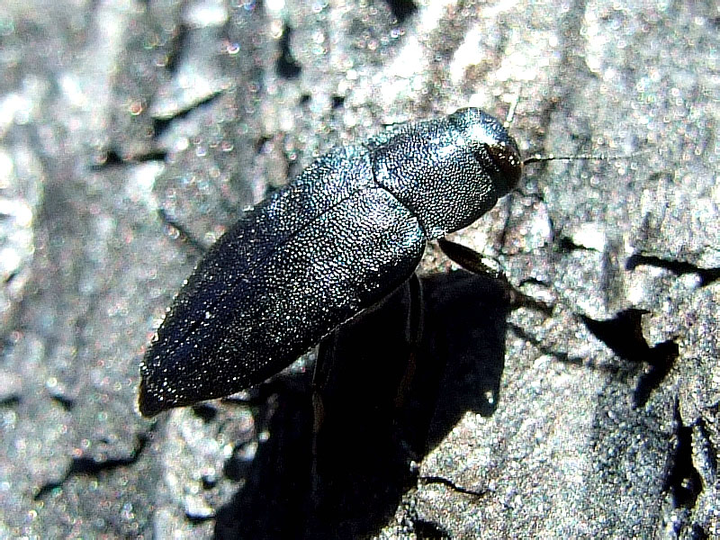 Синяя сосновая златка phaenops cyanea