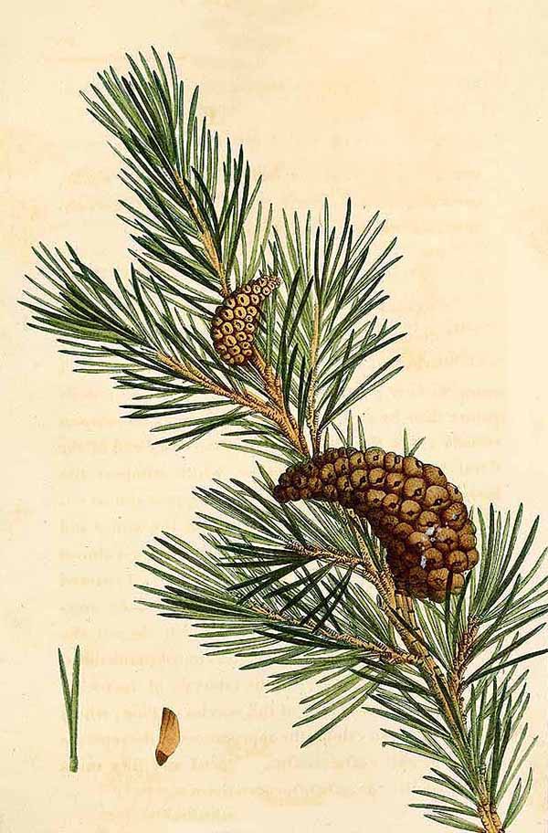 Сосна банкса pinus banksiana