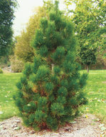 Сосна белокорая pinus leucodermis