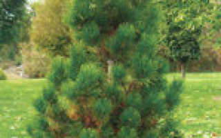 Сосна белокорая pinus leucodermis