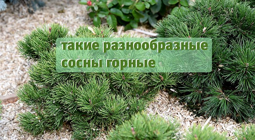 Сосна горная лучшие сорта