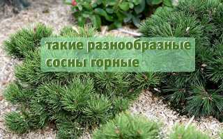 Сосна горная лучшие сорта
