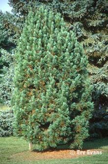 Сосна кедровая европейская pinus cembra
