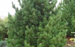 Сосна кедровая европейская pinus cembra