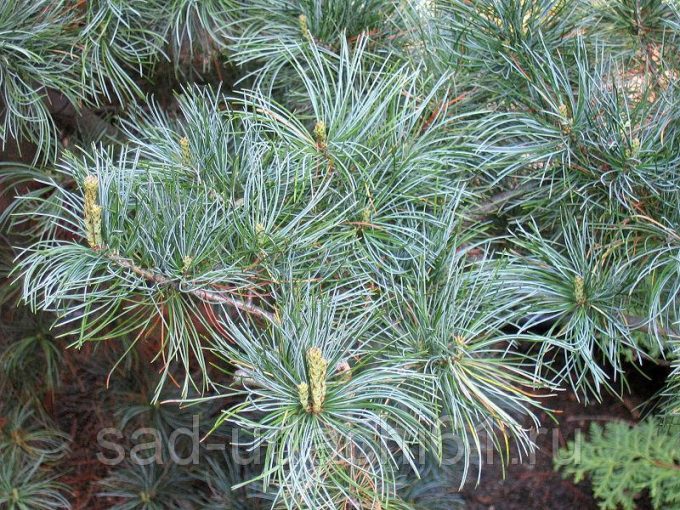 Сосна мелкоцветковая японская белая сосна pinus parviflora