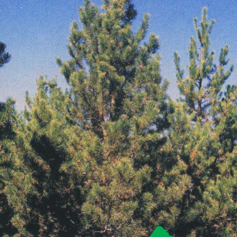 Сосна скрученная pinus contorta
