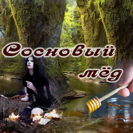 Сосна целебные дары и шишкин мёд