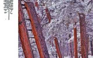 Сосна тяжелая или желтая pinus ponderosa
