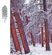 Сосна тяжелая или желтая pinus ponderosa