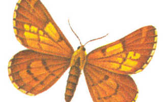 Сосновая пяденица bupalus piniarius