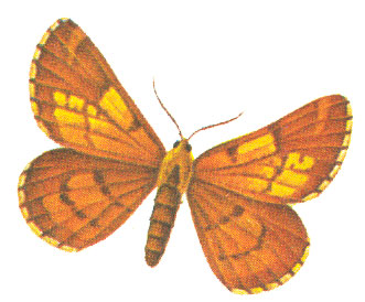 Сосновая пяденица bupalus piniarius