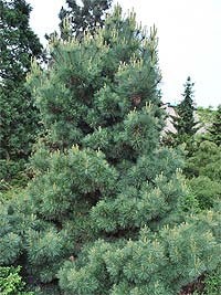 Сосновый хермес лат pineus strobi