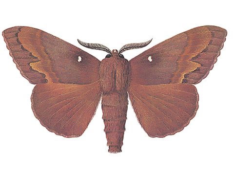 Сосновый шелкопряд dendrolimus pini