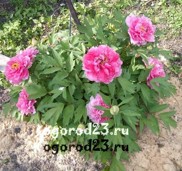 Советы м и акимова по семенному размножению пионов