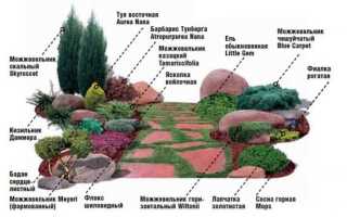 Создание рокария на дачном участке поэтапное руководство