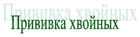 Сроки прививки хвойных деревьев