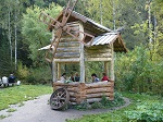 Цветник рабатка из виолы и кохии