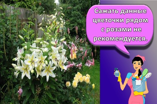 Цветник с любимыми лилиями и астильбами
