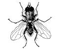 Цветочная муха лат anthomyia meig