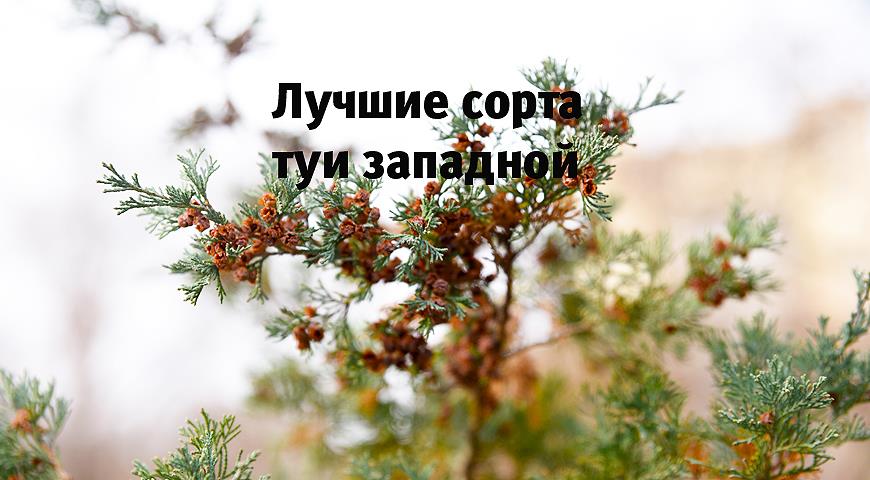 Туи лучшие сорта
