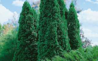 Туя западная колумна thuja occidentalis columna