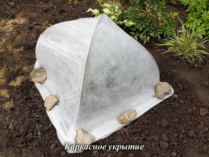 Уход за сосной осенью