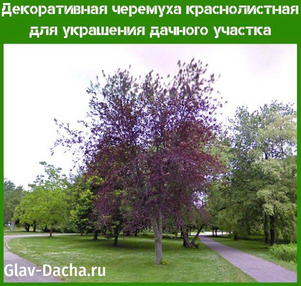 Черемуха сибирская красавица