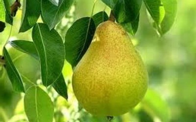 Груша бере боск описание сорта фото отзывы