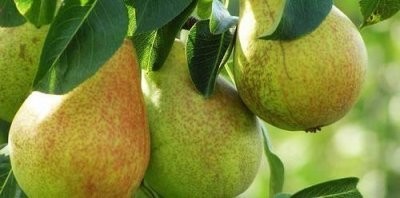 Груша москвичка описание сорта фото отзывы опылители