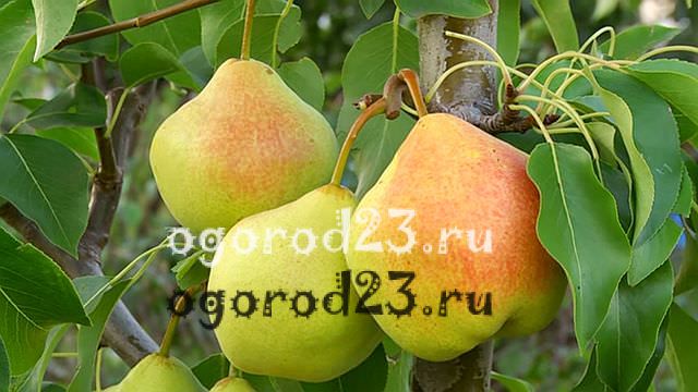 Груша памяти яковлева отзывы садоводов