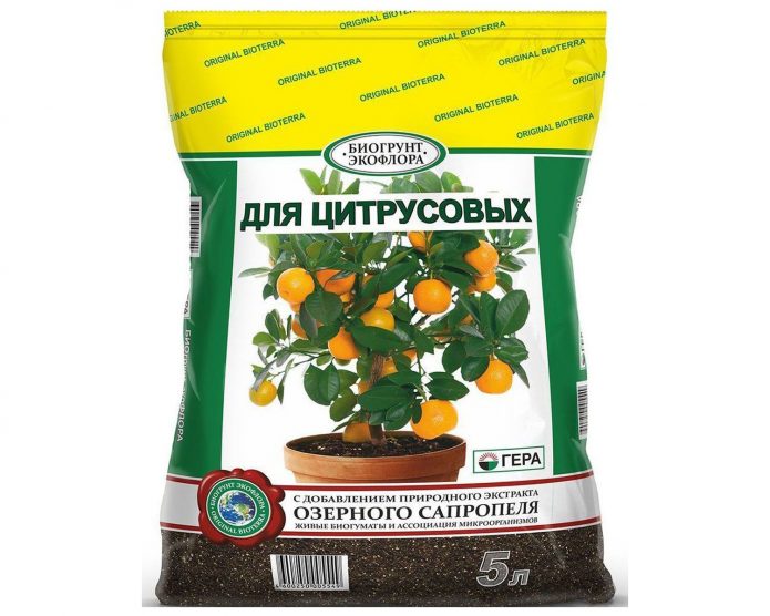 Как прививать мандарин в домашних условиях