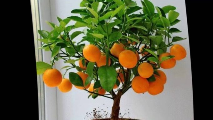 Какая земля нужна для мандаринового дерева