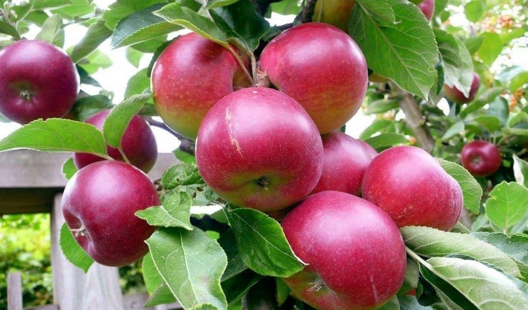 Колоновидные яблони для ленинградской области сорта