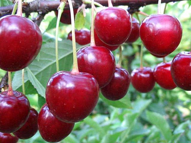 Вишня харитоновская описание сорта фото отзывы опылители