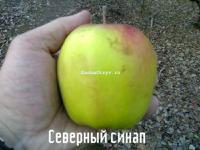 Яблоня синап северный описание сорта фото отзывы