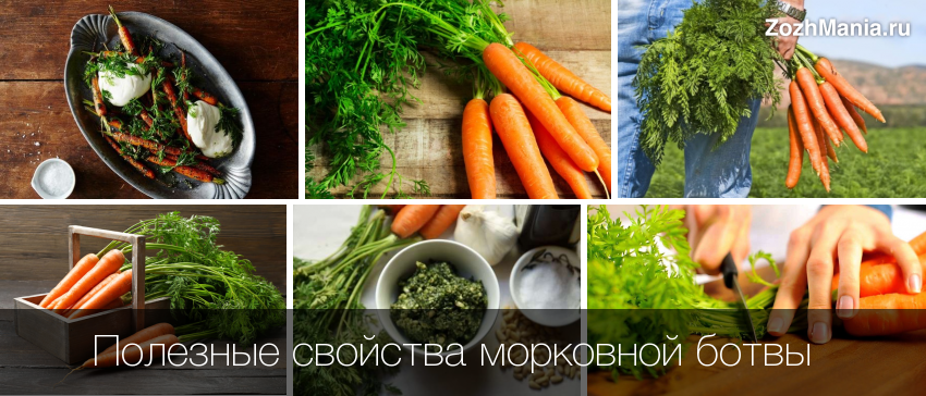 Чем полезна ботва моркови