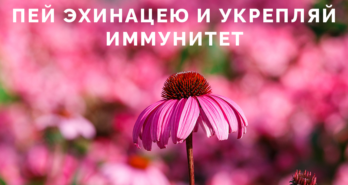 Чем полезна эхинацея