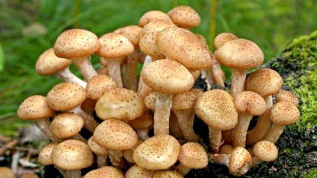 Чем полезны опята для организма человека