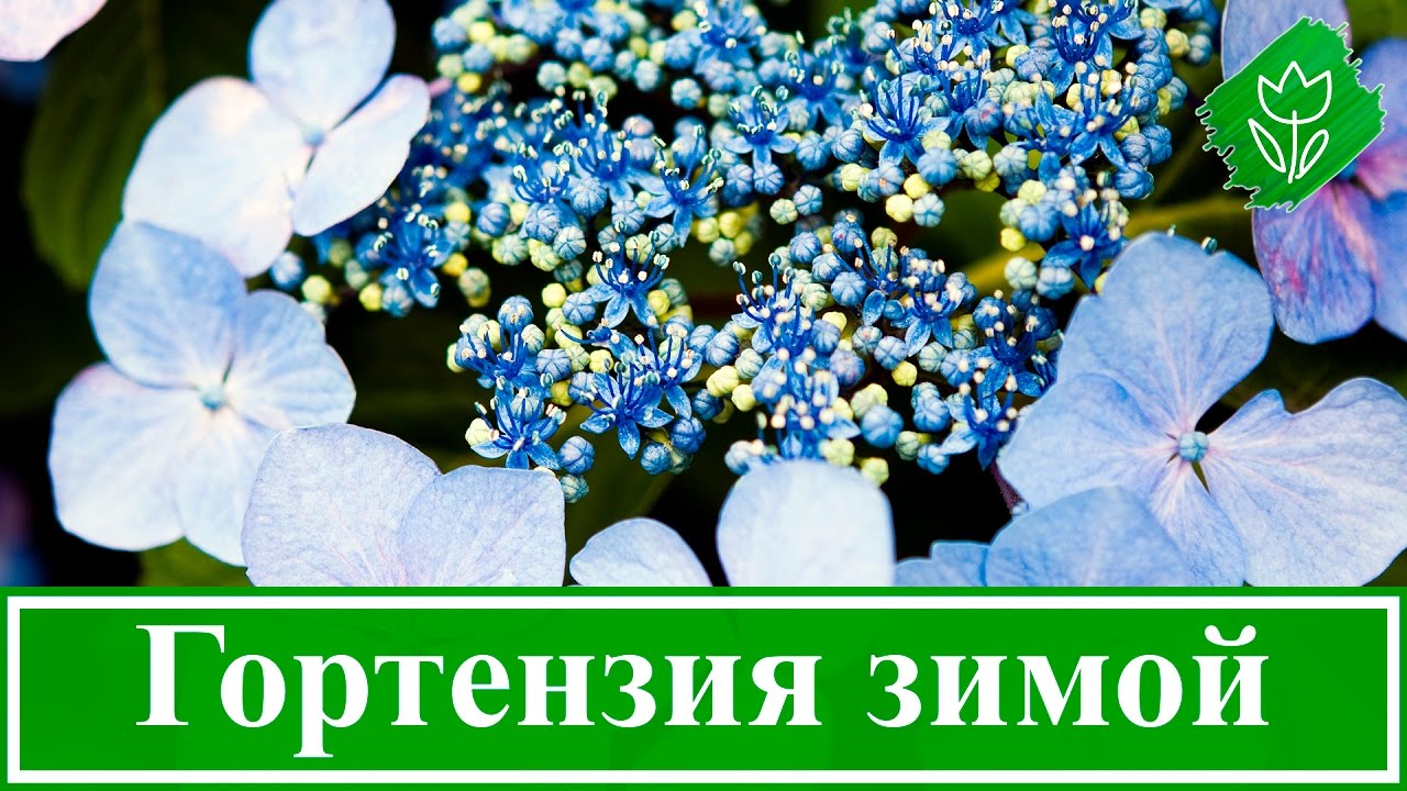 Гортензия на зиму подготовить