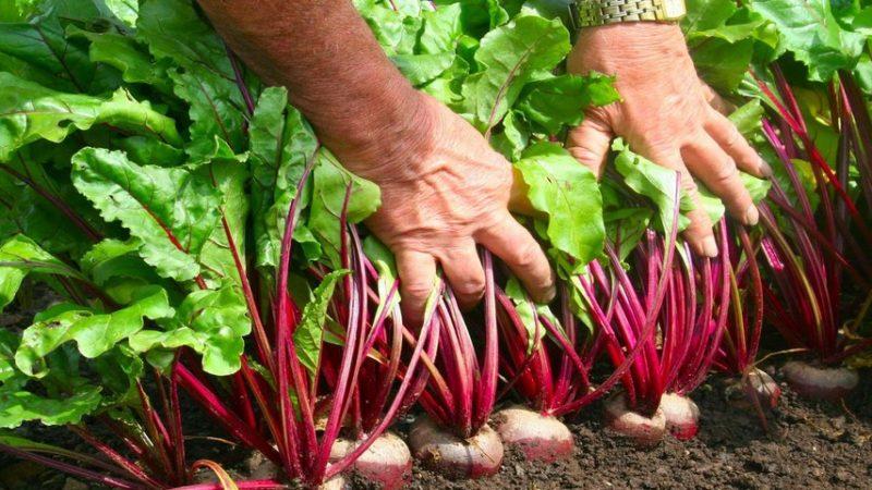 Как понять что свекла готова